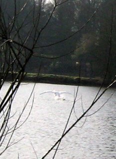 un Cygne, qui attérit, eh oui! un coup de bol et un logiciel de recadrage. eh! eh! elle est contente Mamiemyope