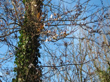 un prunus en fleur, mettez vos lunettes car Mamie aurait bien oublié de zoomer...