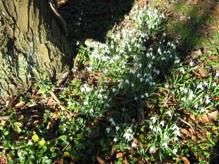 perce- neige