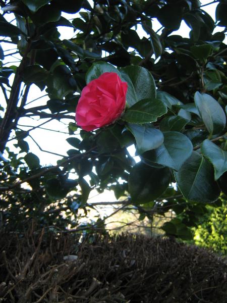 j'espère que ces photos de printemps qui arrive vous ont  plues..