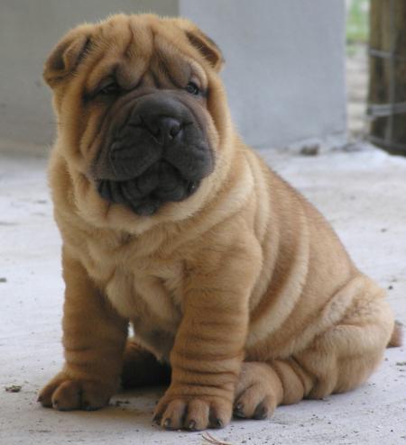 Mamiemyope dit, mon prochain chien guide je ne veux plus de poils, il sera comme ça.. na!