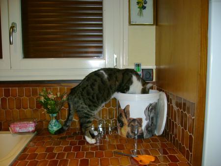 dis donc GUIZMO! t'as pas honte de m'affamer, ce sont mes croquettes, attend un peu!...