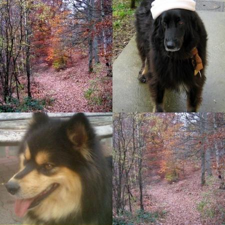 mon amoureux, en pensée nous courons dans les bois...