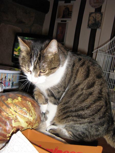 Guizmo, chat de Jeanne.  oui!!.. et alors je domine assis sur la table...