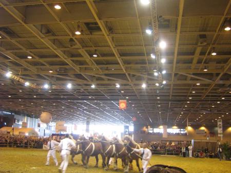 spectacle de cheveaux,mais.....