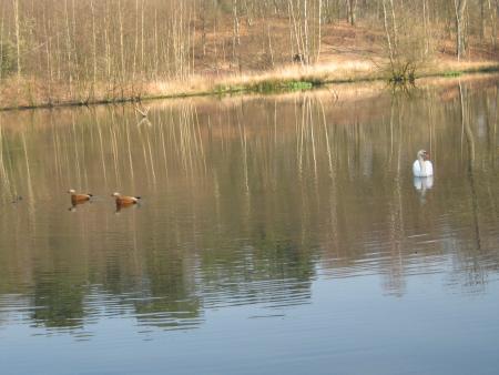 mes canards préférés.