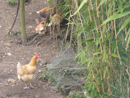 mes copines .