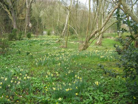 quel joli sous bois rempli de jonquilles sauvages!...
