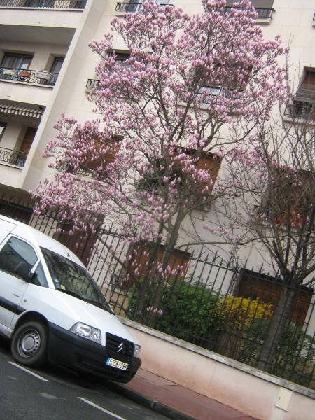 un beau magniolia, pour une pensée ...Ugane n'est pas contente