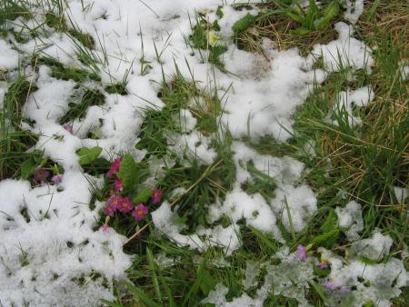 ça y est VIP est revenu, je reviendrais tout à l'heure.... reste de la neige...
