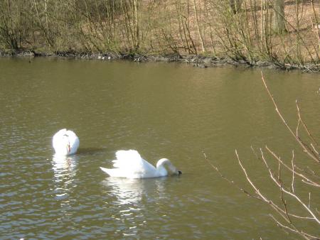 ils ont ouvert les vannes , afin de faire baisser le niveau, 50 à 80cm pour dégager les bords , les canards et cygnes pourront ainsi faire leurs nids dans les roseaux