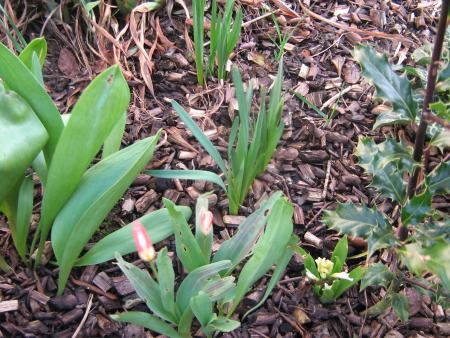 les premières tulipes et jacinthes de Mamiemyope: j'voulais me coucher à côté pour qu'elle me prenne avec, j'ai rien compris, elle n'a pas voulu