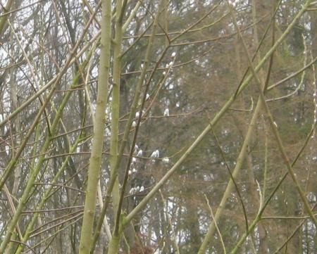 nous voyons la nature s'éveiller, en forêt les chatons sont là..