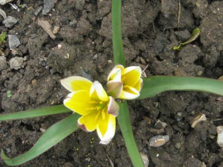 quelques fleurs du jardin: variété de