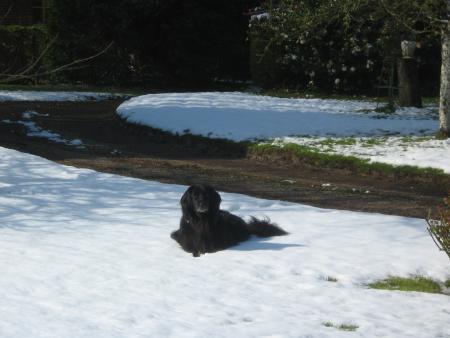 lundi fin d'après midi cela fond vite. je ne vais plus pouvoir me rouler dans la neige..
