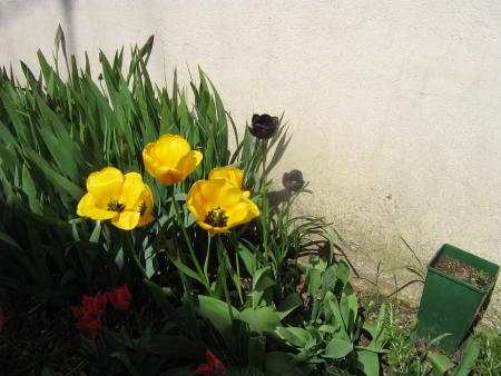 Mamie vous fait voir ses tulipes noires, et moi je viendrai demain vous faire des léchettes avant de partir.....