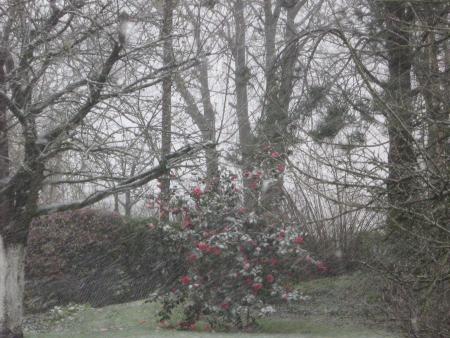 une fleur dans la tempête.... message  pour les bons coeurs...
