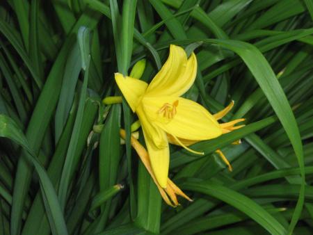 1 hémérocal du jardin ....