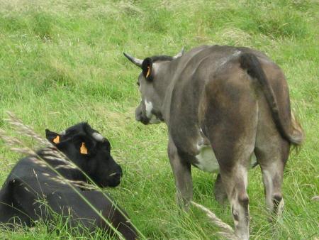 une vache couleur indéfinissable!....