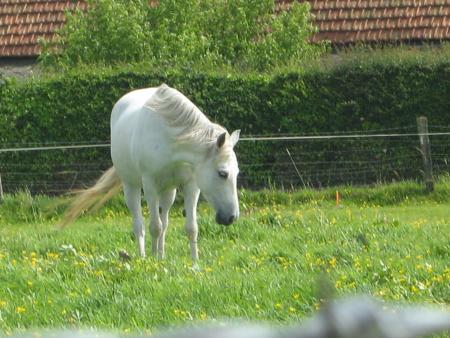 un beau blanc