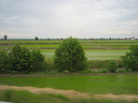 rizières de l' Italie.