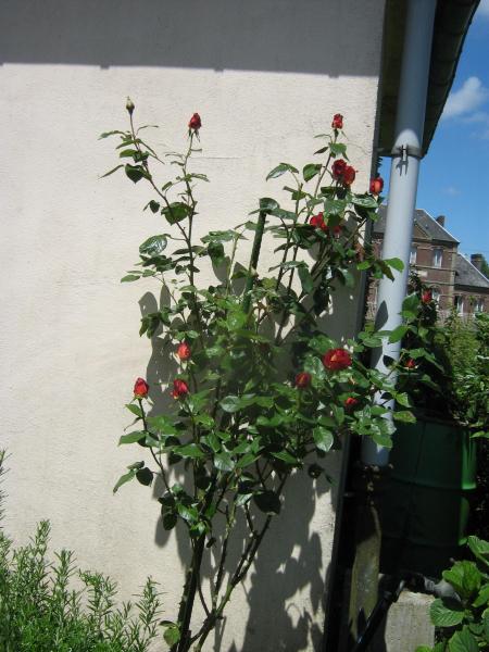 les roses...