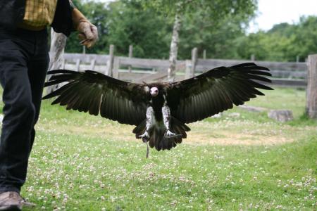 vautour à l'attérissage