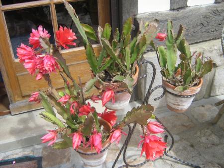 en fleurs et 63 ans d'âge.
