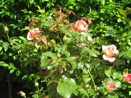 les roses du jardin.