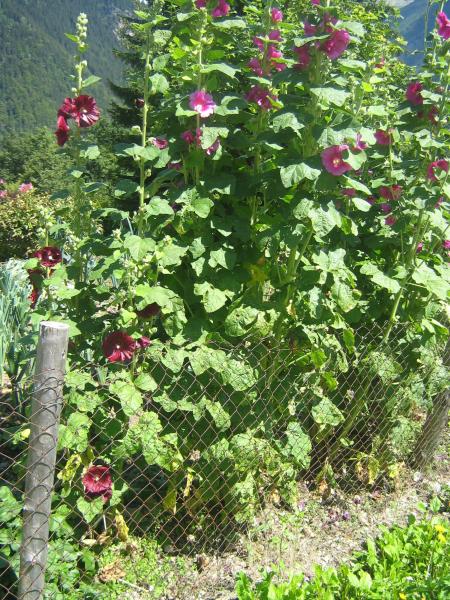 roses tremières, en pleine montagne