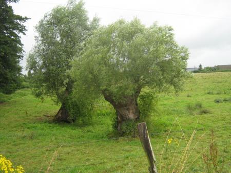 2 saules