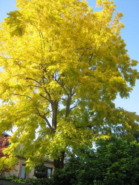    ta couleur or, est  aussi belle que l'amitié que vous nous portez.....