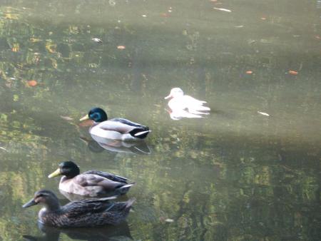 couple de col verts...