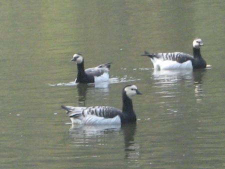 ils arrivent!!...
