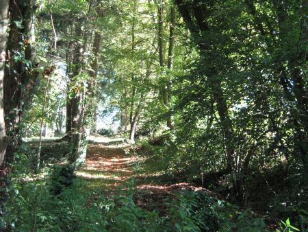 joli sous bois...