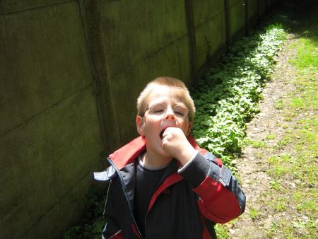 Gourmand de fraises des bois, FLORIAN? petit fils de Mamiemyope