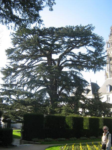 plus de 800 ans pour ce cèdre du Liban, à Tours 02.07