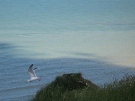 envol d'une mouette au Tréport