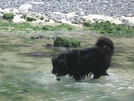 Ugane se prend  pour un ours pêchant  le saumon...