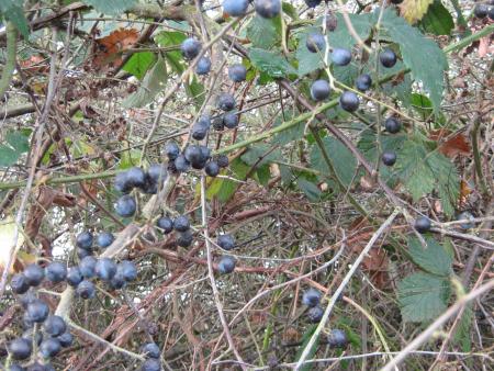 Des prunelles...