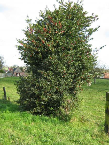 Tiendra-t-il jusqu'à Noël???...