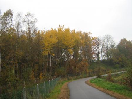 des feuilles d'or...