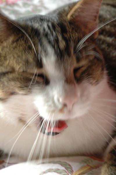 mon copain est fatigué!..