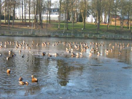 hi!hi! ils sont tous réunis et marchent  un coup sur l'eau, un coup ils nagent.