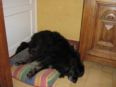 je ne pourrai plus lui piquer son tapis, snif, snif....